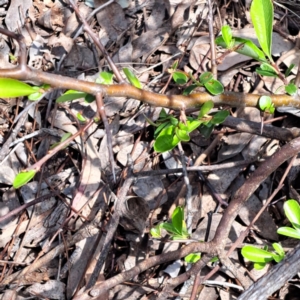 Pyracantha sp. at Watson, ACT - 10 Oct 2023