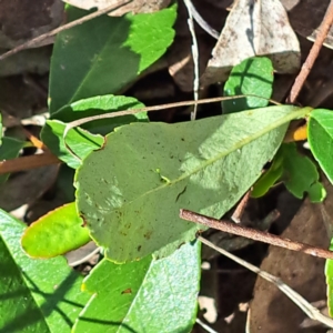 Pyracantha sp. at Watson, ACT - 10 Oct 2023 10:43 AM