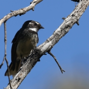 Rhipidura albiscapa at Majura, ACT - 10 Oct 2023 02:42 PM