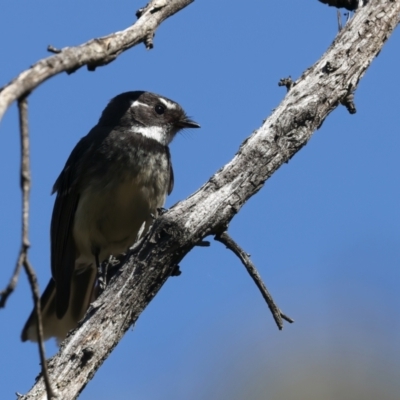 Rhipidura albiscapa (Grey Fantail) at Majura, ACT - 10 Oct 2023 by jb2602