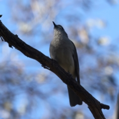 Colluricincla harmonica (Grey Shrikethrush) at Mount Ainslie - 10 Oct 2023 by jb2602