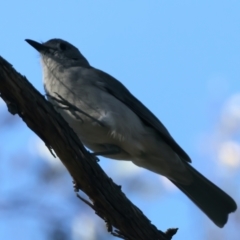 Colluricincla harmonica at Majura, ACT - 10 Oct 2023