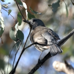 Colluricincla harmonica at Majura, ACT - 10 Oct 2023