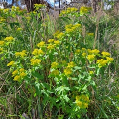 Euphorbia oblongata (Egg-leaf Spurge) at Watson, ACT - 10 Oct 2023 by abread111