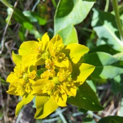 Euphorbia oblongata at Watson, ACT - 10 Oct 2023 10:55 AM