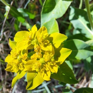 Euphorbia oblongata at Watson, ACT - 10 Oct 2023