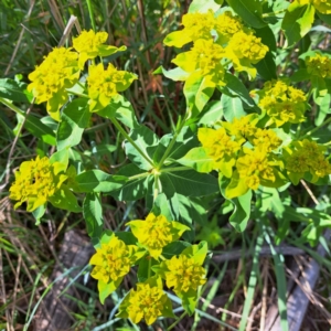 Euphorbia oblongata at Watson, ACT - 10 Oct 2023