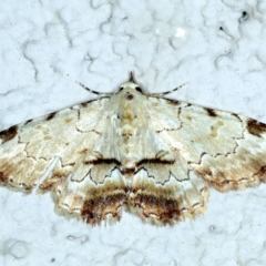 Sandava xylistis (Rusty Snout) at Ainslie, ACT - 1 Oct 2023 by jb2602