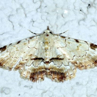 Sandava xylistis (Rusty Snout) at Ainslie, ACT - 1 Oct 2023 by jb2602