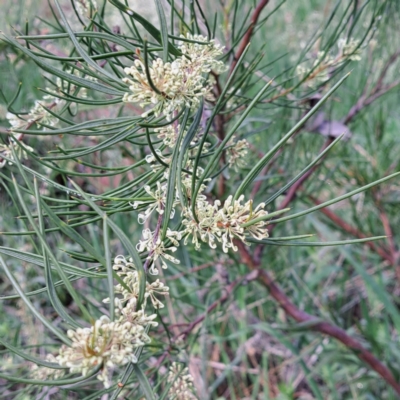 Hakea microcarpa (Small-fruit Hakea) at Watson, ACT - 10 Oct 2023 by abread111