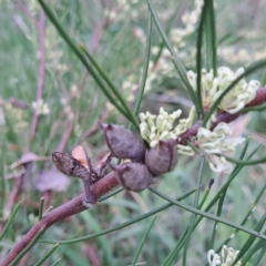 Hakea microcarpa at Watson, ACT - 10 Oct 2023 11:05 AM