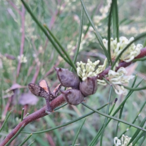 Hakea microcarpa at Watson, ACT - 10 Oct 2023