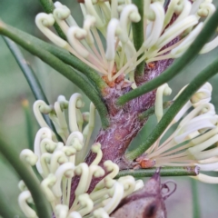 Hakea microcarpa at Watson, ACT - 10 Oct 2023 11:05 AM