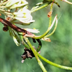 Hakea microcarpa at Watson, ACT - 10 Oct 2023