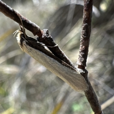 Philobota mathematica group undescribed species. (A concealer moth) at Namadgi National Park - 9 Oct 2023 by Pirom