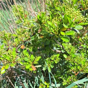 Pyracantha sp. at Watson, ACT - 10 Oct 2023