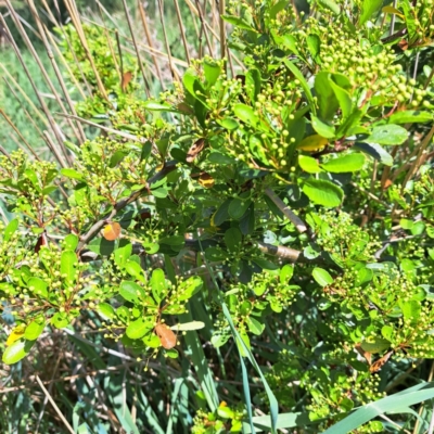 Pyracantha sp. (Firethorn) at Watson Woodlands - 10 Oct 2023 by abread111