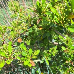 Pyracantha sp. at Watson, ACT - 10 Oct 2023