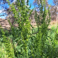 Rumex crispus (Curled Dock) at Watson, ACT - 10 Oct 2023 by abread111