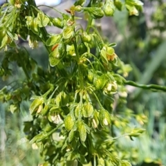 Rumex crispus at Watson, ACT - 10 Oct 2023 11:12 AM