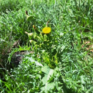 Sonchus asper at Watson, ACT - 10 Oct 2023 11:13 AM