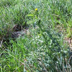 Sonchus asper at Watson, ACT - 10 Oct 2023 11:13 AM