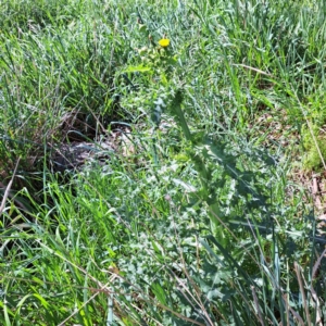 Sonchus asper at Watson, ACT - 10 Oct 2023 11:13 AM