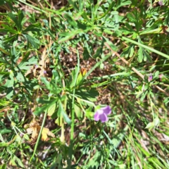 Geranium retrorsum (Grassland Cranesbill) at Watson Woodlands - 10 Oct 2023 by abread111