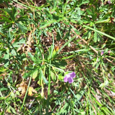 Geranium retrorsum (Grassland Cranesbill) at Watson Woodlands - 10 Oct 2023 by abread111
