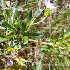 Geranium retrorsum at Watson, ACT - 10 Oct 2023 11:15 AM