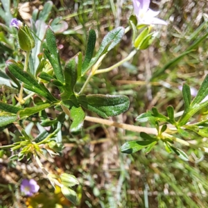 Geranium retrorsum at Watson, ACT - 10 Oct 2023 11:15 AM