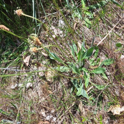 Plantago lanceolata (Ribwort Plantain, Lamb's Tongues) at Watson Woodlands - 10 Oct 2023 by abread111