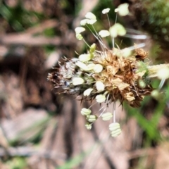 Plantago lanceolata at Watson, ACT - 10 Oct 2023 11:17 AM