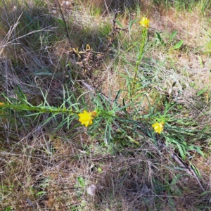 Xerochrysum viscosum at Watson, ACT - 10 Oct 2023 11:18 AM