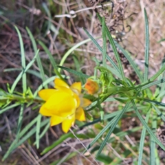 Xerochrysum viscosum at Watson, ACT - 10 Oct 2023 11:18 AM