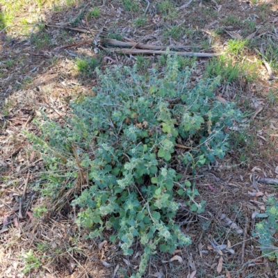 Marrubium vulgare (Horehound) at Watson Woodlands - 10 Oct 2023 by abread111