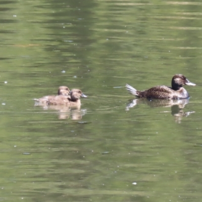 Oxyura australis (Blue-billed Duck) at Upper Stranger Pond - 10 Oct 2023 by RodDeb