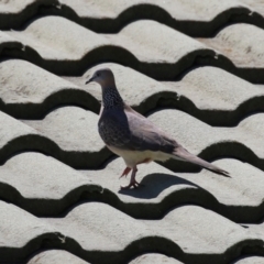 Spilopelia chinensis (Spotted Dove) at Upper Stranger Pond - 10 Oct 2023 by RodDeb