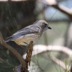 Pachycephala rufiventris (Rufous Whistler) at Upper Stranger Pond - 10 Oct 2023 by RodDeb