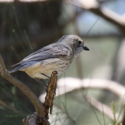 Pachycephala rufiventris (Rufous Whistler) at Upper Stranger Pond - 10 Oct 2023 by RodDeb