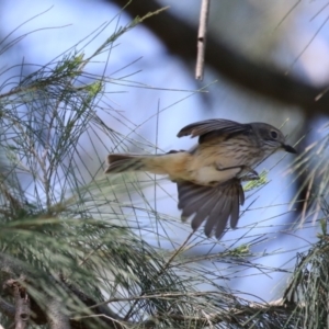 Pachycephala rufiventris at Isabella Plains, ACT - 10 Oct 2023