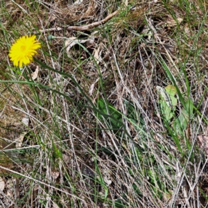 Hypochaeris radicata at Watson, ACT - 10 Oct 2023 11:25 AM