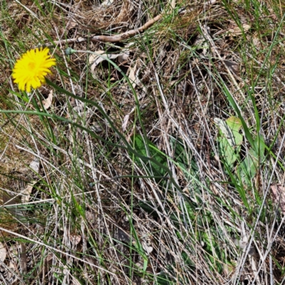 Hypochaeris radicata (Cat's Ear, Flatweed) at Watson, ACT - 10 Oct 2023 by abread111