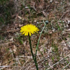 Hypochaeris radicata at Watson, ACT - 10 Oct 2023 11:25 AM