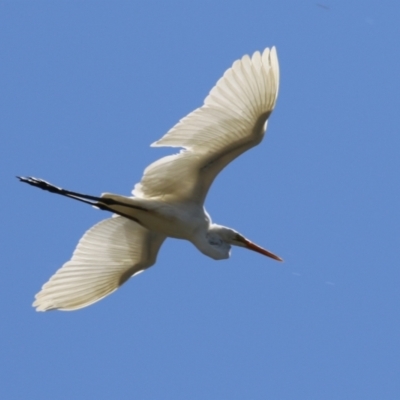 Ardea alba (Great Egret) at Upper Stranger Pond - 10 Oct 2023 by RodDeb