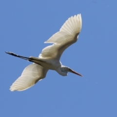 Ardea alba (Great Egret) at Upper Stranger Pond - 10 Oct 2023 by RodDeb