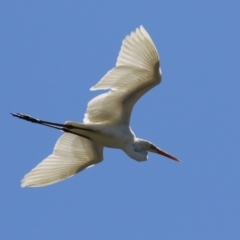 Ardea alba at Isabella Plains, ACT - 10 Oct 2023 02:05 PM