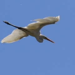 Ardea alba at Isabella Plains, ACT - 10 Oct 2023 02:05 PM