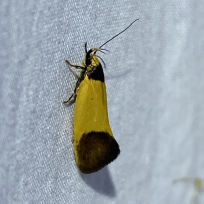 Merocroca automima (Chezala group) at Jerrabomberra, NSW - 10 Oct 2023 by SteveBorkowskis