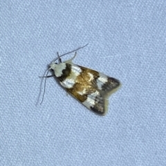 Catacometes phanozona (A Concealer moth (Wingia group)) at Jerrabomberra, NSW - 10 Oct 2023 by SteveBorkowskis